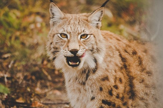 Wieder heimisch: der Luchs (Foto: Frida Bredesen) Wieder heimisch: der Luchs (Foto: Frida Bredesen)
