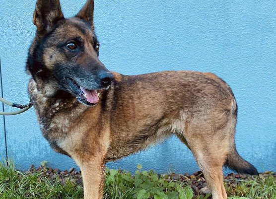 Die Hündin Inka (Foto: THN) Die Hündin Inka (Foto: THN)