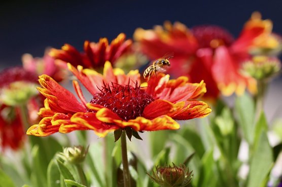 Der Wettbewerb hat begonnen (Foto: emw) Der Wettbewerb hat begonnen (Foto: emw)