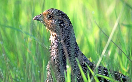 Das Rebhuhn steht auch auf der kritisierten Liste (Foto: Erhard Nerger) Das Rebhuhn steht auch auf der kritisierten Liste (Foto: Erhard Nerger)