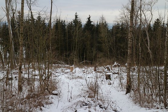 Einschlag unterhalb Dr. Silberborths Grabst&auml;tte (Foto: agl)