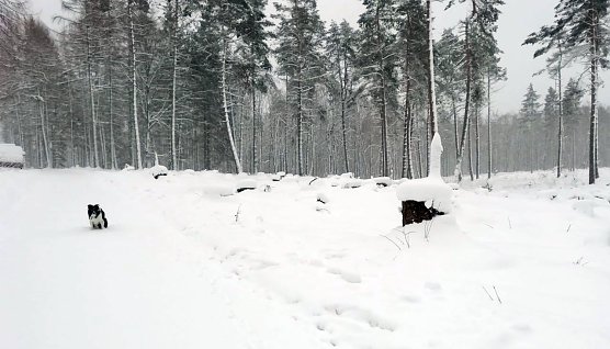 Winterwetter heute bei Sophienhof (Foto: W. J&ouml;rgens)