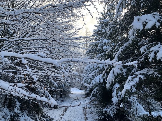 Im Winterwald bei Sophienhof (Foto: oas) Im Winterwald bei Sophienhof (Foto: oas)