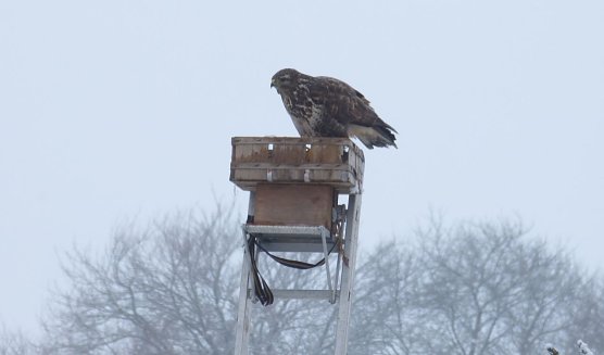 Greifv&ouml;gel in Sichtweite (Foto: C.Burkert)