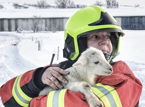 Rettung in der Not: in Lipprechterode konnten die freiwilligen Feuerwehren heute rund 350 Schafe bergen (Foto: Freiwillige Feuerwehr Lipprechterode)
