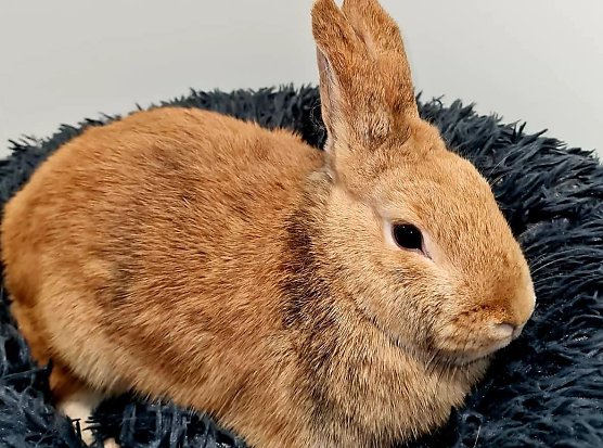 Die schöne Rosa (Foto: THN) Die schöne Rosa (Foto: THN)