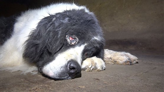 Gequ&auml;lter Hund (Foto: Peta)