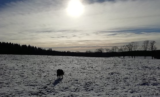 Feld mit Hund bei Sophienhof (Foto: W.J&ouml;rgens)