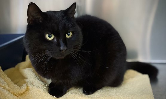 Mambo (Foto: Tierheim Nordhausen) Mambo (Foto: Tierheim Nordhausen)