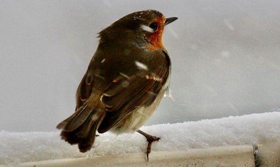 Rotkehlchen Vogel des Jahres 2021 (Foto: Eva Maria Wiegand)