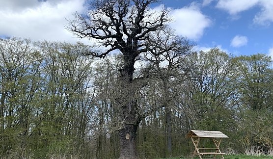 Antiquarische bei Nordhausen (Foto: oas) Antiquarische bei Nordhausen (Foto: oas)