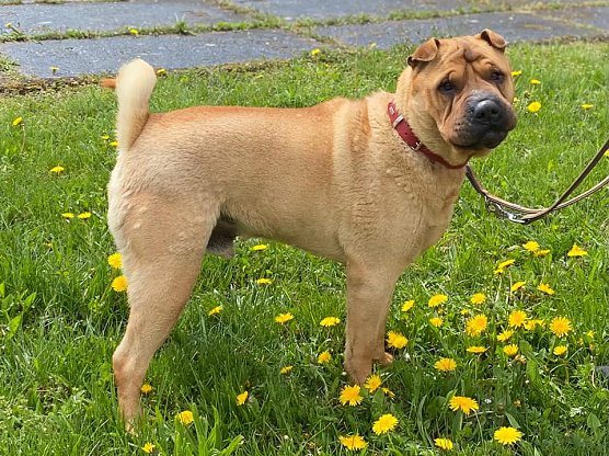 Tier der Woche: Captain (Foto: Tierheim Nordhausen) Tier der Woche: Captain (Foto: Tierheim Nordhausen)