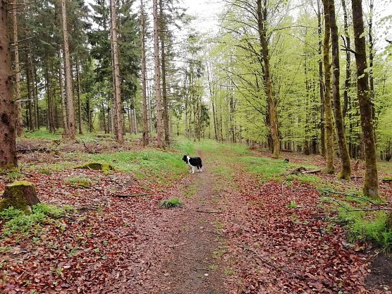 Es gr&uuml;nt so gr&uuml;n auf Sophienhofs H&ouml;hen (Foto: W. J&ouml;rgens)