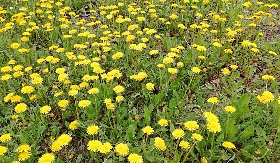 Frühlingswiese (Foto: W.Jörgens) Frühlingswiese (Foto: W.Jörgens)