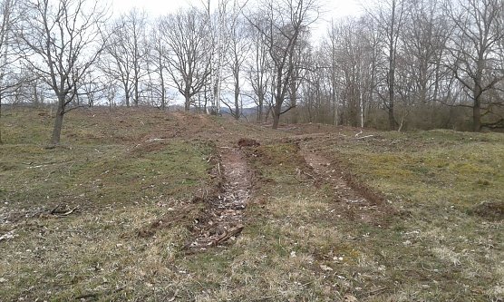  Im Winter 2019/20 wurde ein orchideenreicher Halbtrockenrasen bei Klettenberg mit schwerer Technik bearbeitet. Dabei wurden B&auml;ume samt Wurzeln aus dem Boden geholt und die Vegetationsdecke schwer beeintr&auml;chtigt. Ein mit diesen Bildern konfrontierter Experte sprach von "Hardcore-Naturschutz" (Foto: Bodo Schwarzberg)