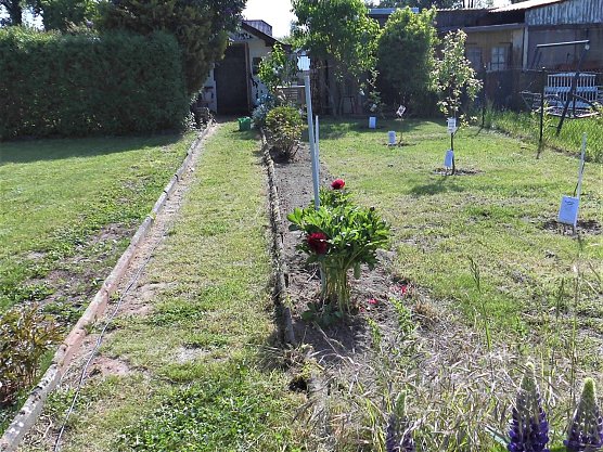 Gemeinschaftsgarten (Foto: Schumann)