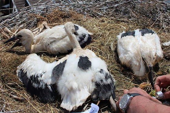 Drei Jungst&ouml;rche wurden heute in Windehausen beringt (Foto: Nancy Hoffmann)