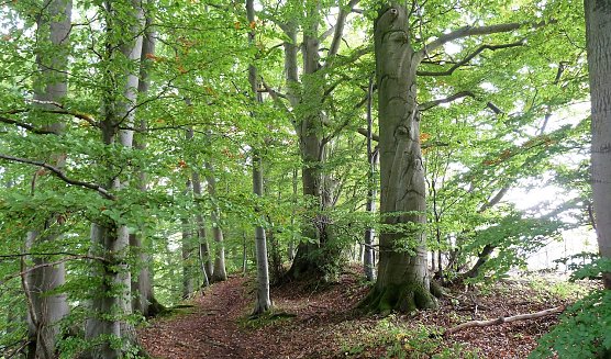 Alte Buchen am Itelteich (Foto: Naturpark Südharz) Alte Buchen am Itelteich (Foto: Naturpark Südharz)