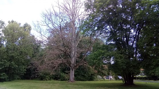 Noch im Vorjahr erweckte sie Hoffnung auf ein Weiterleben. Doch auch diese Blutbuche, zu Lebzeiten eine pr&auml;gende Erscheinung, stirbt. (Foto: kunk)