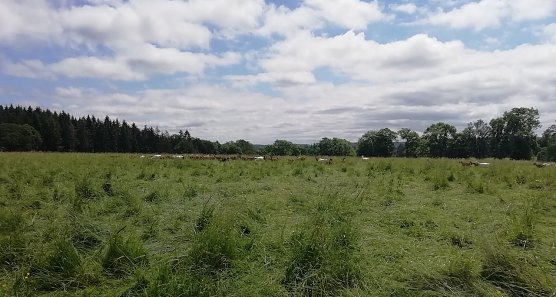 Weidefläche im Harz (Foto: W.Jörgens) Weidefläche im Harz (Foto: W.Jörgens)