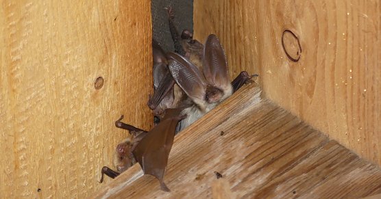 Langohrfledermäuse (Foto: P.Schneller) Langohrfledermäuse (Foto: P.Schneller)