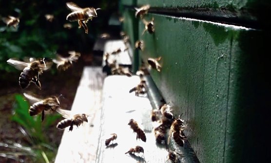 Bienen bei der Arbeit (Foto: F.Tuschy) Bienen bei der Arbeit (Foto: F.Tuschy)