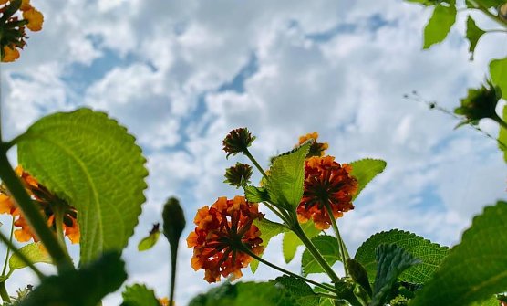 Wetter auf dem Balkon (Foto: emw) Wetter auf dem Balkon (Foto: emw)