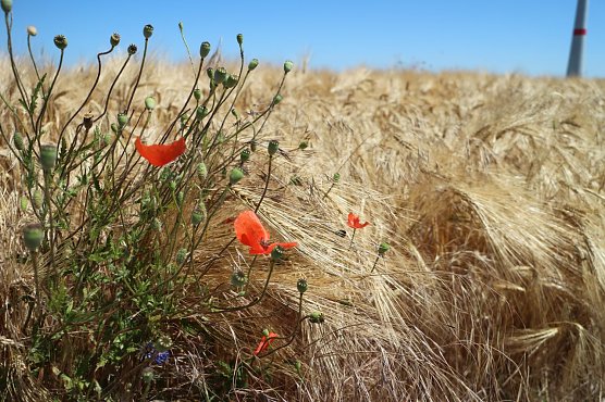 Wetterbild (Foto: agl) Wetterbild (Foto: agl)