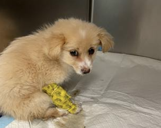 Die kleine Havaneserh&uuml;ndin Yellow, die Mitte April aus Rum&auml;nien geschmuggelt wurde, verstarb trotz m&uuml;hevoller Pflege in einem Tierheim (Foto: Deutscher Tierschutzbund, Landesverband Bayern)