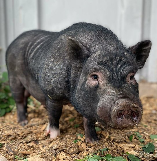 Tier der Woche: Kevin (Foto: Tierheim Nordhausen) Tier der Woche: Kevin (Foto: Tierheim Nordhausen)