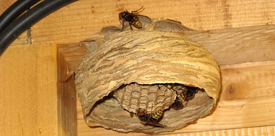 En Hornissennest (Foto: A.Grabs)