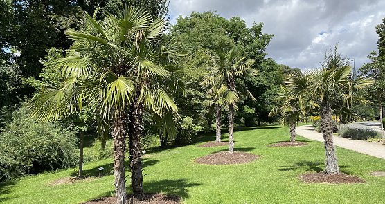 Exotik auf der Kurpromenade in Bad Langensalza (Foto: oas) Exotik auf der Kurpromenade in Bad Langensalza (Foto: oas)