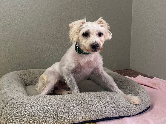 Tier der Woche: Bessi (Foto: Tierheim Nordhausen) Tier der Woche: Bessi (Foto: Tierheim Nordhausen)