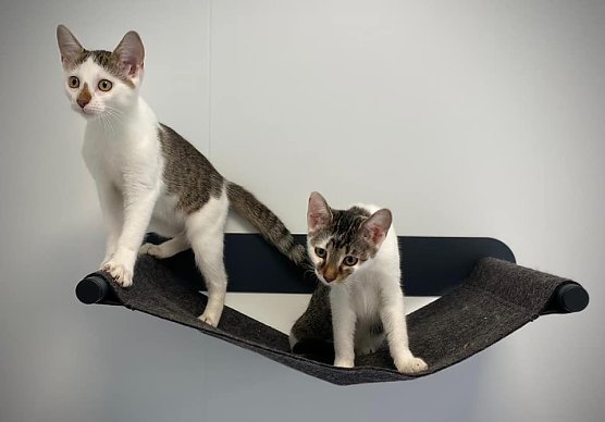 Tiere der Woche: Tequila und Baileys (Foto: Tierheim Nordhausen)