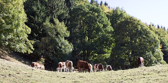 Fr&uuml;hherbststimmung (Foto: oas)