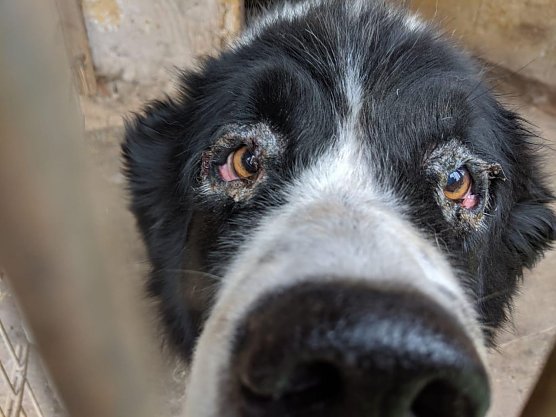 Hund mit Augenentzündung im Bestand der Züchterin (Foto: PETA) Hund mit Augenentzündung im Bestand der Züchterin (Foto: PETA)