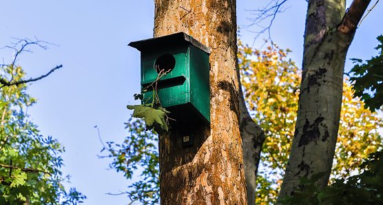 Nistkästen in Unordnung (Foto: privat) Nistkästen in Unordnung (Foto: privat)