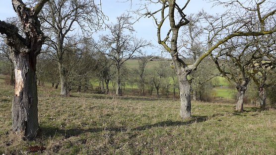 Obstwiese in Buchholz (Foto: Landschaftspflegeverband Südharz/Kyffhäuser) Obstwiese in Buchholz (Foto: Landschaftspflegeverband Südharz/Kyffhäuser)