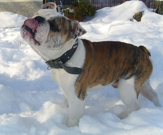 Buddy (Foto: C. Knust) Buddy (Foto: C. Knust)