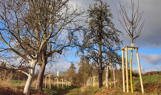 Nachpflanzung von achtzig B&auml;umen in der Windl&uuml;cke (Foto: SWG)