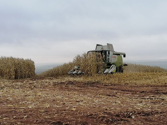 Mit modernster Technik wird der K&ouml;rnermais geerntet (Foto: Van Asten Group)