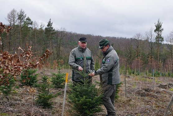 lli Kl&uuml;&szlig;endorf (Forstamt Sondershausen) und Dr. Horst Spro&szlig;mann (Th&uuml;ringenForst-Zentrale) pr&uuml;fen die Vitalit&auml;t der Klimabaumarten (Foto: Th&uuml;ringenForst, Dr. Horst Spro&szlig;mann)