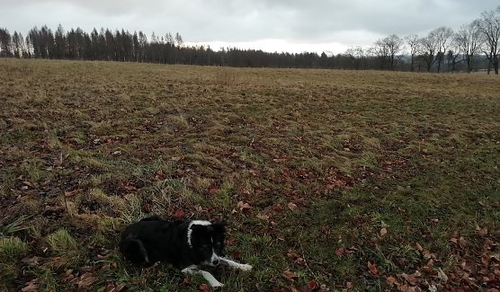 Am Neujahrsmorgen bei Sophienhof (Foto: W.J&ouml;rgens)