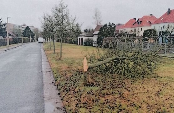 Besch&auml;digter Baum in Salza (Foto: Polizei)