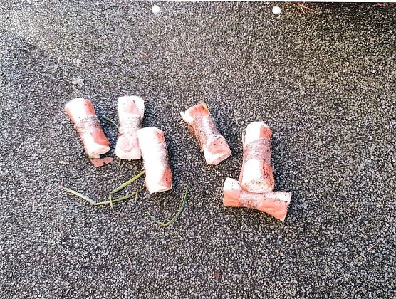 Gefundene Giftk&ouml;der (Foto: Landespolizeiinspektion Nordhausen)