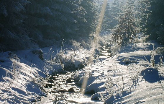 Noch sind gro&szlig;e Wassermengen im Th&uuml;ringer Wald als Schnee gebunden. Beginnt die Schneeschmelze, dann kann Waldb&auml;umen gerade in den unteren Lagen das Wasser bis zum Hals stehen   (Foto: Dr. Horst Spro&szlig;mann)