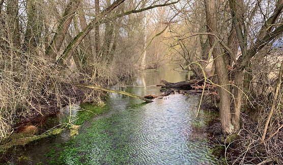 Salzaspring (Foto: &copy;Stadtverwaltung Nordhausen)