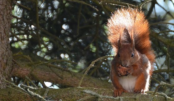 Sie legen Eicheln oder Bucheckern als Winternahrungslager an, die sie nicht alle wiederfinden. So wachsen im Fr&uuml;hjahr aus dem Versteck neue B&auml;umchen heran (Foto: Ralf Sikorski)