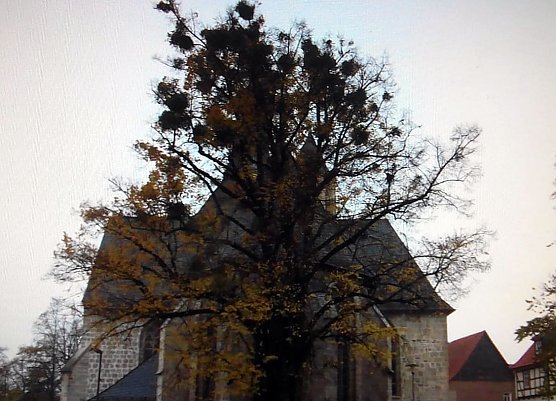 &Uuml;beraus mit Misteln &uuml;berwuchert, zeigte sich einst die alte Linde bei der Blasiikirche in gro&szlig;er Sorge.     (Foto: Anton Adlerauge)