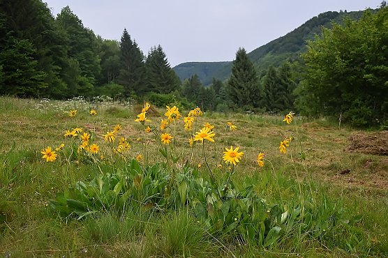 Mitglieder und Freunde des BUND-Kreisverbandes Nordhausen betreuen seit Jahren u.a. eines der letzten Arnika-Vorkommen des gesamten S&uuml;dharzes. Durch gezielte Erhaltungsma&szlig;nahmen konnte  der Bestand der noch vor wenigen Jahrzehnten sehr h&auml;ufigen Bergwiesenart nicht nur vor dem wahrscheinlichen Verlust bewahrt, sondern vergr&ouml;&szlig;ert werden. Hier ein Teil der Population. (Foto: Bodo Schwarzberg)